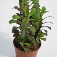 A photo of Euphorbia trigona var. rubra