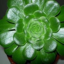 Aeonium arboreum