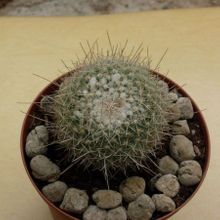 A photo of Mammillaria geminispina