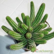 A photo of Echinopsis chamaecereus