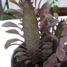 A photo of Euphorbia trigona var. rubra