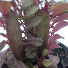A photo of Euphorbia trigona var. rubra