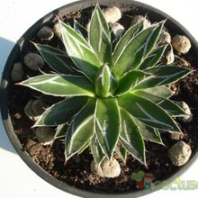 A photo of Agave parviflora