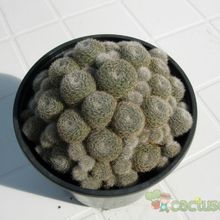 Una foto de Rebutia heliosa x pulvinosa cv. sunrise (HIBRIDO)