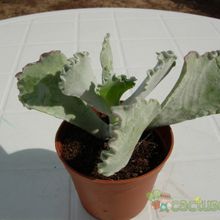 A photo of Cotyledon orbiculata var. undulata