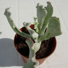 A photo of Cotyledon orbiculata var. undulata