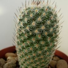 Una foto de Mammillaria haageana ssp. elegans
