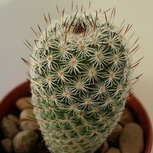 Una foto de Mammillaria haageana ssp. elegans