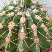 Una foto de Acanthocalycium klimpelianum