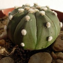 A photo of Astrophytum asterias fma. nudum