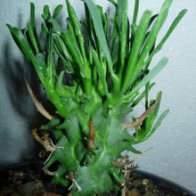 A photo of Euphorbia schoenlandii