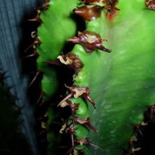A photo of Euphorbia ammak