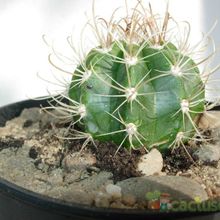 Una foto de Coleocephalocereus goebelianus