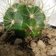 Una foto de Coleocephalocereus goebelianus