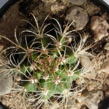 Una foto de Coleocephalocereus goebelianus