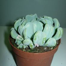 Una foto de Echeveria runyonii cv. Topsy turvy 