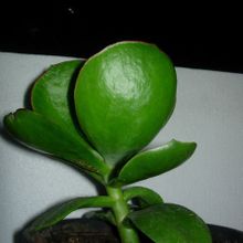 A photo of Cotyledon macrantha