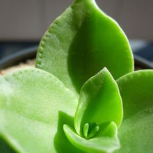 A photo of Crassula lactea