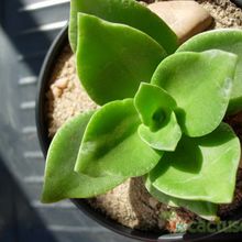 A photo of Crassula lactea