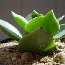 A photo of Crassula lactea