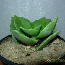 A photo of Crassula lactea