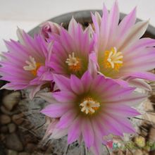 A photo of Escobaria duncanii