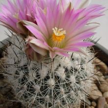 A photo of Escobaria duncanii