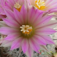 A photo of Escobaria duncanii