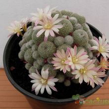 Una foto de Rebutia heliosa x pulvinosa cv. sunrise (HIBRIDO)