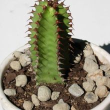 A photo of Euphorbia canariensis