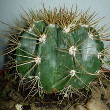 A photo of Melocactus azureus