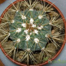 A photo of Melocactus azureus