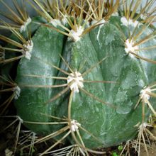 A photo of Melocactus azureus