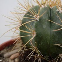 A photo of Melocactus azureus