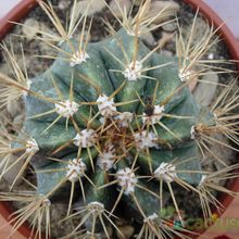 A photo of Melocactus azureus