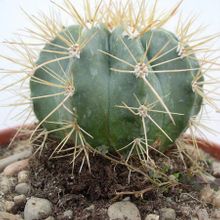 A photo of Melocactus azureus