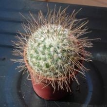 Una foto de Mammillaria rekoi subsp. leptacantha