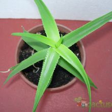 A photo of Aloe ciliaris