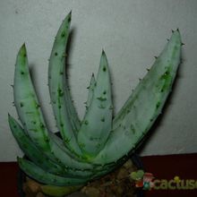 Una foto de Aloe reitzii