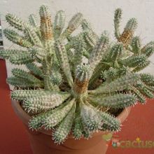 A photo of Euphorbia mammillaris fma. variegada