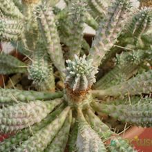 A photo of Euphorbia mammillaris fma. variegada
