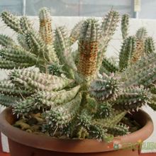 A photo of Euphorbia mammillaris fma. variegada