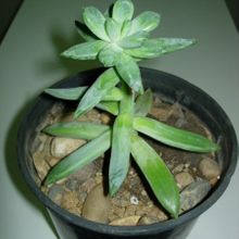 A photo of Pachyphytum longifolium