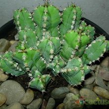 A photo of Euphorbia makallensis