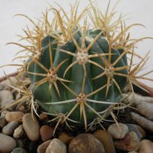 Una foto de Ferocactus chrysacanthus