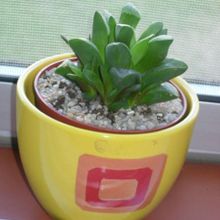 A photo of Haworthia mutica