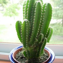 A photo of Acanthocereus tetragonus cv. fairy castle