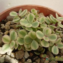 Una foto de Portulacaria afra fma. variegada