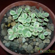 Una foto de Portulacaria afra fma. variegada