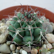 A photo of Gymnocalycium schickendantzii